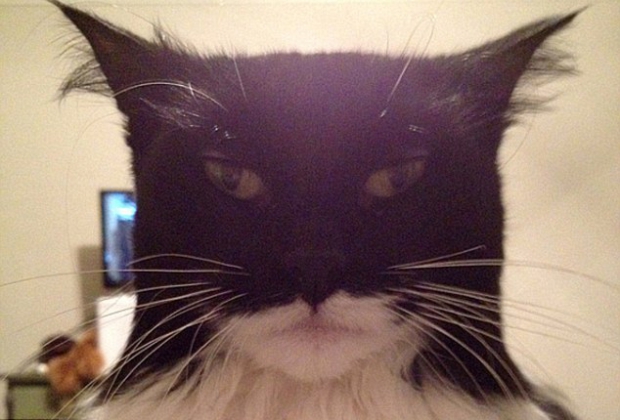 Batman Cat