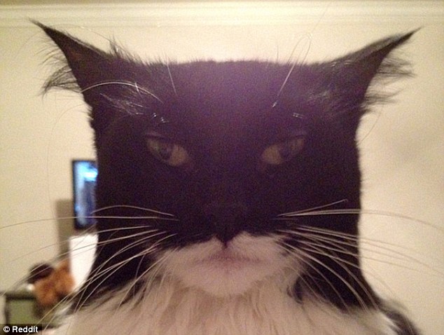 Cat-resembling-Batman.jpg