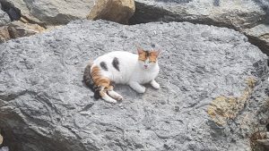 marmara cat