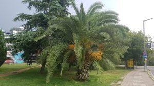 Palm tree Dalyan Parki