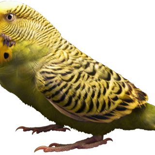 budgie